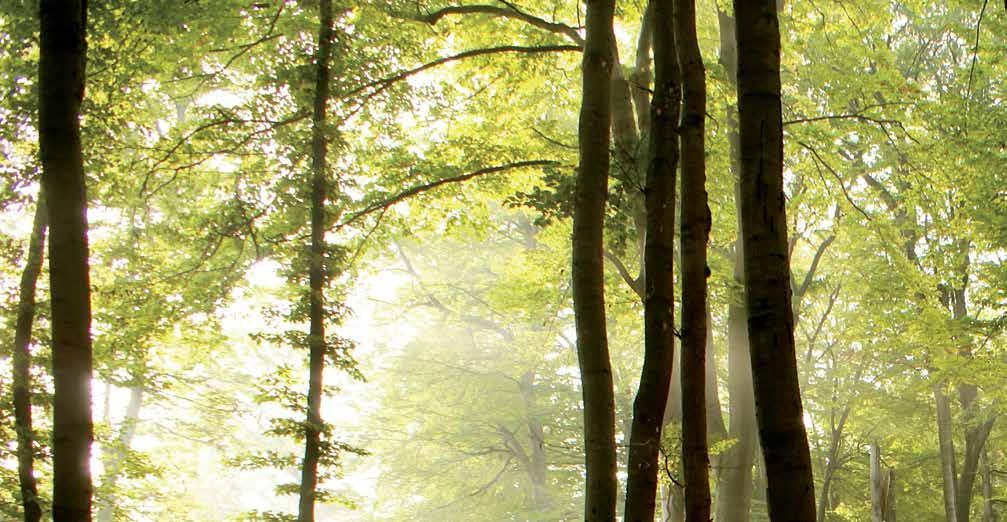 Protezione e comfort vi accompagneranno passo dopo passo Una giornata all aperto, una giornata in movimento. Acqua, fango, erba alta o sdrucciolevole, polvere.