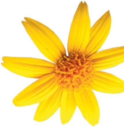 Principi attivi Estratto di Arnica Montana 15% BIOGENAsE CREMA ARNICA 15% oltre a ridurre dolori dell apparato muscolo scheletrico e il dolore dovuto a traumi quali urti e cadute favorisce il