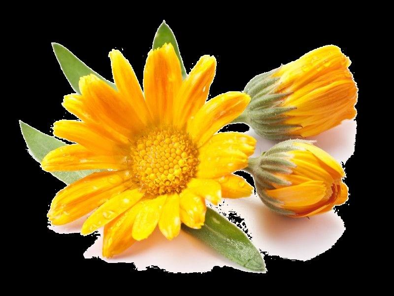 Principi attivi Estratto di Calendula 15% BIOGENAsE CREMA CALENDULA 15% svolge una efficace azione emolliente, lenitiva e antinfiammatoria.