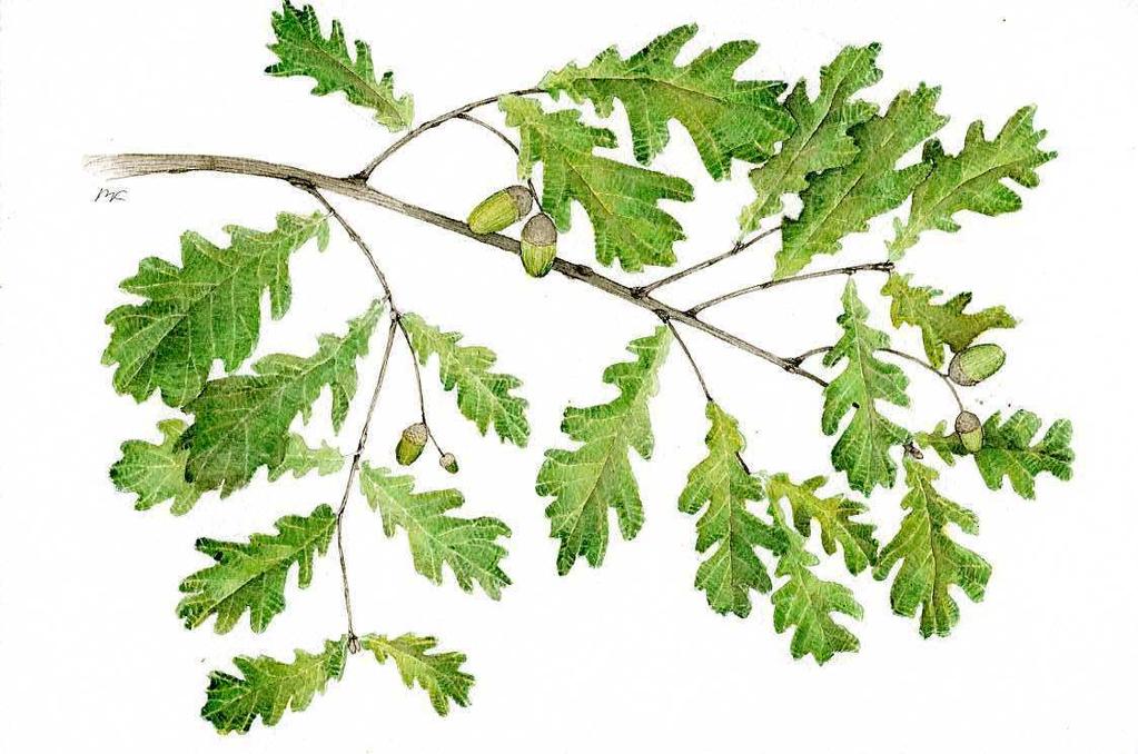 FARNIA Nome scientifico: Quercus robur L.