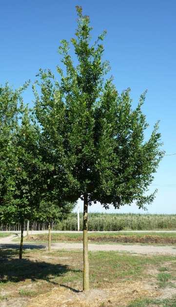 Distribuzione e habitat La Farnia è la quercia più diffusa in Europa, e il suo areale si estende dal Portogallo fino all'medio Oriente (Anatolia, Caucaso, Iran) e agli Urali, a nord si trova fino