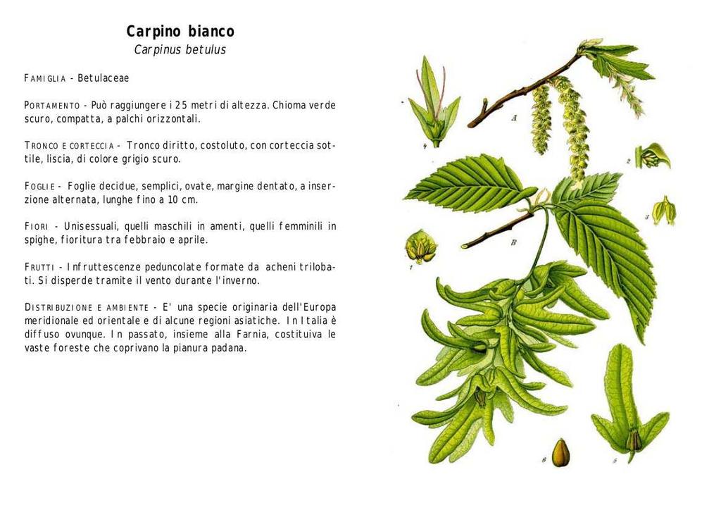 CARPINO BIANCO Nome scientifico: Carpinus betulus L.