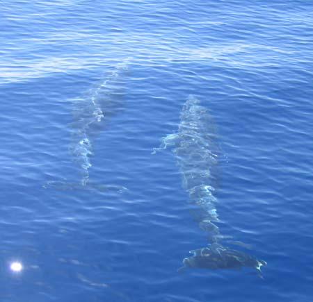 3. SPEDIZIONE A MONTECRISTO SETTEMBRE 2006 La spedizione è partita intorno alle ore 10:00 del 10 settembre 2006 da Marciana Marina, Isola d Elba, e vi ha fatto ritorno alle ore 18:00 del 13 settembre.