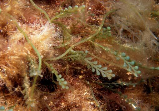 L alga assassina ha continuato lentamente a diffondersi nel Mediterraneo (ormai è segnalata pressoché ovunque) ma al momento l impatto sembra piuttosto localizzato: i danni maggiori probabilmente