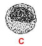 Maturazione mieloide I II III IV V Myelo/monoblast CD34 CD117 HLA-DR CD13++ CD33++ Promyelocyte CD117 CD13++ CD33++ CD15 Myelocyte CD13 dim CD13 dim CD15 CD11b*