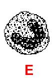 Adherence to Fibrinogen, Chemotaxis Maturazione