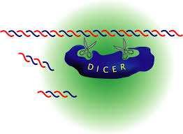 RNA (Si) Ribonucleasi DICER RISC (RNA driven interference silencing