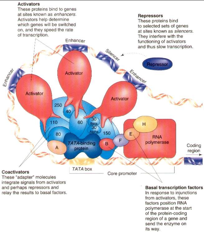 FATTORI DI TRASCRIZIONE REGOLATORI CHE SI LEGANO AGLI ENHANCER E AI SILENCER Esercitano una azione continuativa sulla trascrizione Gli attivatori si legano agli Enhancer e i