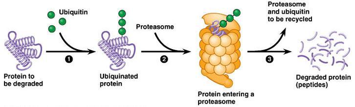 DEGRADAZIONE DELLA PROTEINA UBIQUITINATA I proteosomi sono grandi complessi proteici presenti in tutti gli