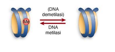 1. REGOLAZIONE DELL ESPRESSIONE GENICA A LIVELLO DI CROMATINA 1a: METILAZIONE DEL DNA Le basi
