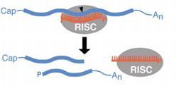 I microrna DELLE PIANTE Biogenesi e meccanismo di azione I geni mirna sono trascritti dalla RNApol II.