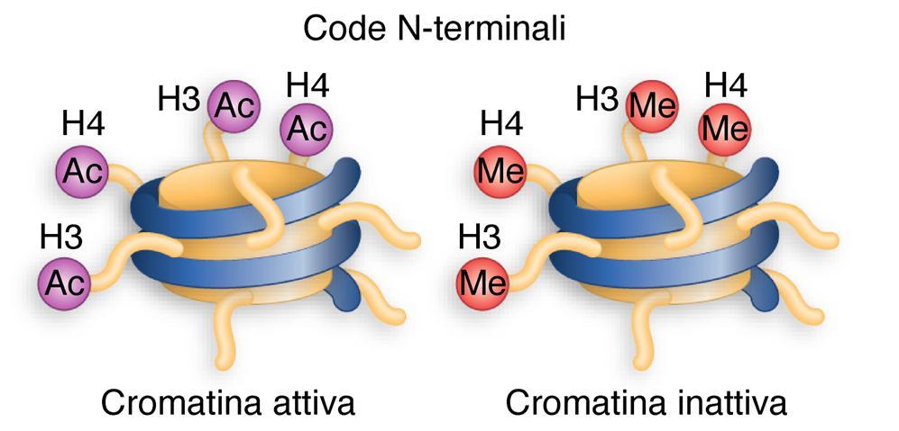 LE MODIFICAZIONI DEGLI ISTONI CONTROLLANO L ATTIVITA DEI GENI L acetilazione degli