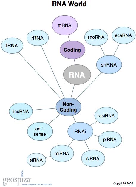 RNA REGOLATORI Oltre ai fattori di regolazione proteici, anche alcuni particolari tipi di RNA possono contribuire alla regolazione dell espressione genica di un mrna bersaglio, cambiandone la