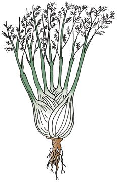 2 Cominciamo a coltivare Rotazione In generale è bene aspettare 3-4 anni prima di coltivare nuovamente un ortaggio, od ortaggi appartenenti alla stessa famiglia botanica (Compositae, Liliaceae, ecc.