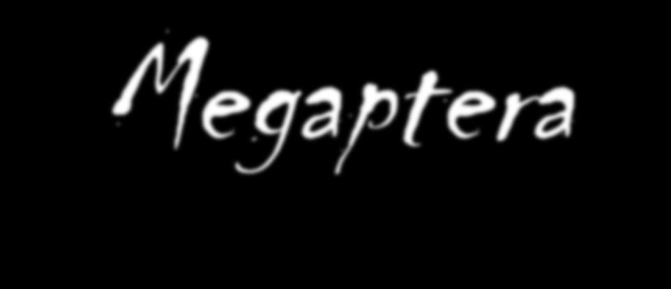 Megaptera