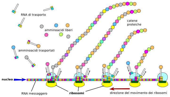 Traduzione Una molecola di RNA messaggero è agganciata in serie da più ribosomi, che procedono in sequenza in modo da