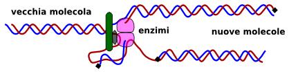 Duplicazione La duplicazione si svolge con l'impiego di un kit di strumenti, detti enzimi.
