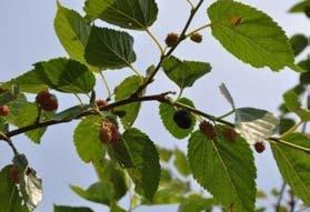 SCHEDA BOTANICA Famiglia: Moraceae Genere: Morus Il gelso è una pianta arborea appartenente all ordine Urticales e alla famiglia delle Moraceae, originario dell Asia, ma introdotto e poi