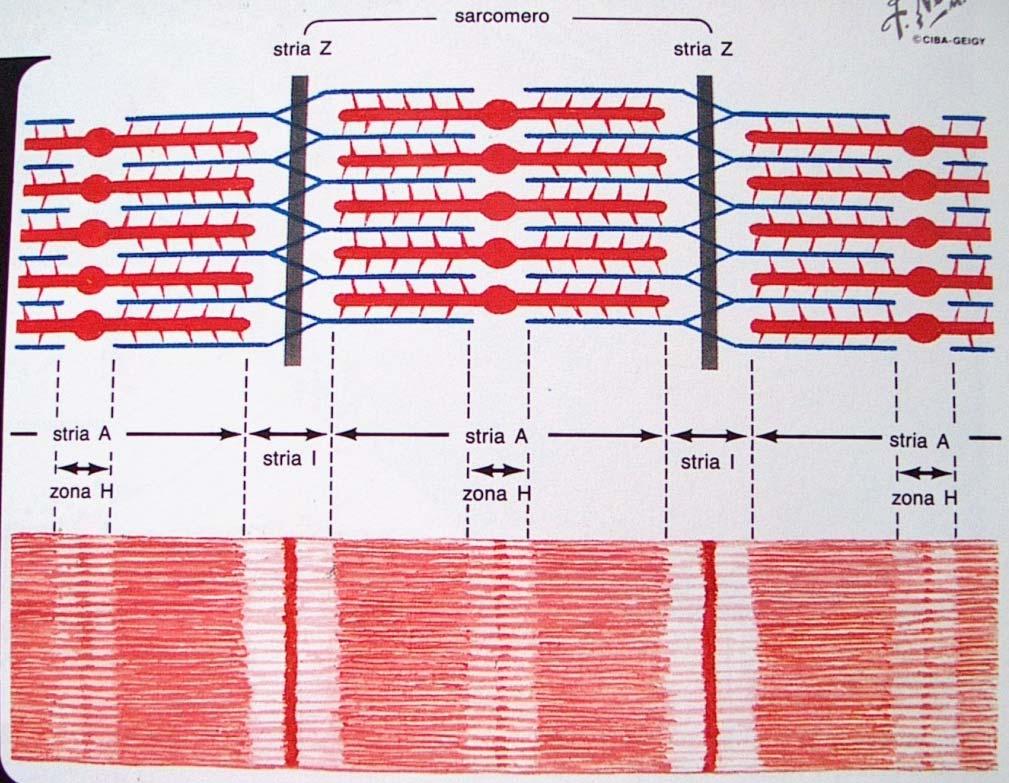 nuovo sarcomero spostato di mezzo periodo rispetto