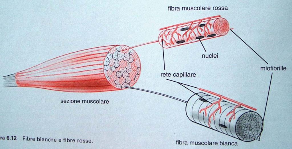 Lo sviluppo della striatura è legato alla specializzazione della funzione contrattile Differenza nel regno animale nell aspetto delle fibre muscolari: determinata dai