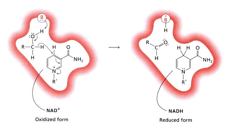 Addizione di idruro al NAD+ L addizione di idruro a un anello piridinico (nicotinamide) è alla base di molti processi riduttivi in ambiente biologico Il NAD+ è in grado di ossidare alcoli a composti