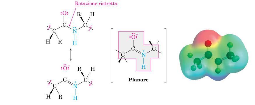 Peptidi Il legame ammidico è planare con una rotazione parzialmente ristretta attorno al legame C-.