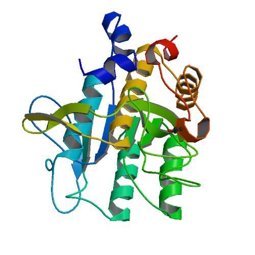 Le subtilisine Prodotte da Bacillus sp.