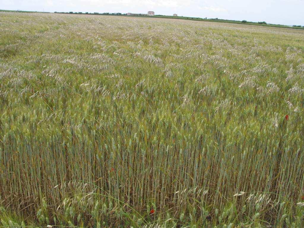 Cosa fare se ho biotipi di Avena resistenti agli erbicidi inibitori dell ALS o resistenti agli inibitori dell ACCasi?