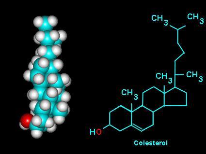 Colesterolo Anche se dotato di forte idrofobicità, possiede un gruppo polare