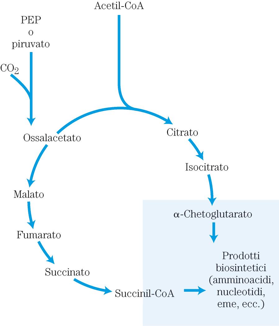 Ciclo dell acido citrico incompleto: