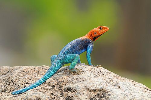 Paesaggi incantati, numerosi animali (presente anche una colonia di avvoltoi del Capo), centinaia e centinaia di fynbos, di cui una cinquantina presenti solo in questo sito, fanno del De Hoop una