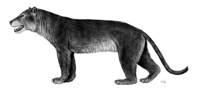 Perissodattili miocenici: Equidi Rinocerontidi Calicoteri Ruminanti che compaiono ex-novo nel Miocene: Bovidi Giraffidi Antilocapridi Cervidi Gli Equidi e i Rinocerontidi enfatizzano addattamenti