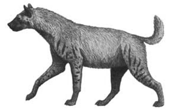 Nei carnivori si perdono 12 specie di iena e 6 di felidi, probabilmente a seguito della crisi dei bovidi (soprattutto antilopi che diminuiscono da 60 a circa 8 specie).