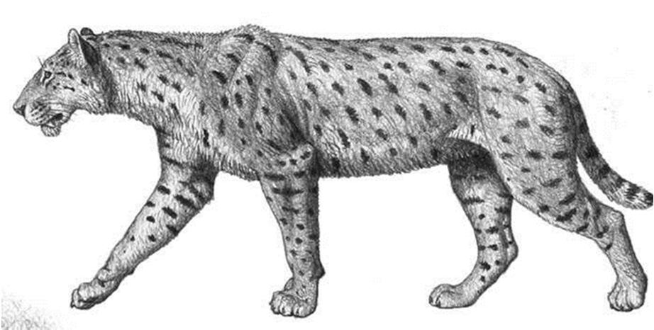 I grossi felini dell inizio Pliocene sono macairodontini dai denti a sciabola, specializzati nell atterrare e trattenere la preda per morderla in punti scoperti.