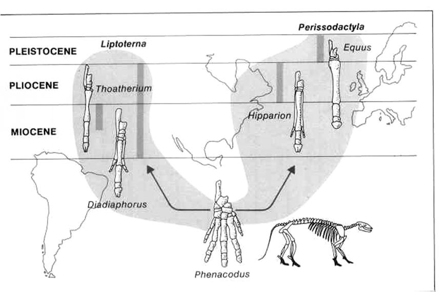 Eccezionale fenomeno di evoluzione parallela L emersione dell istmo ovviamente costituì una barriera per