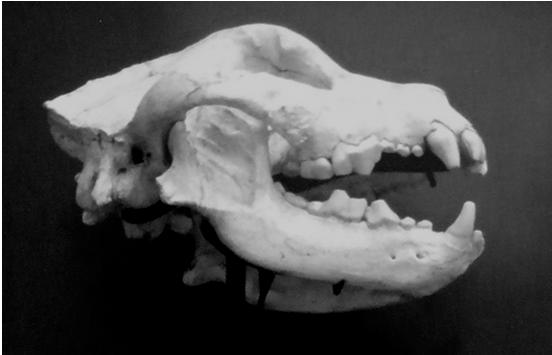 Successivamente Nord America, si ha (sorprendente) un felide simile al ghepardo, Miracinonyx e un cane spaccaossa Borophagus, membro di una sottofamiglia caratterizzata da molari allargati come nelle