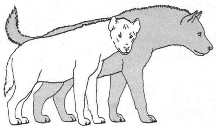 In Eurasia si ha la scomparsa delle tigri dai denti a daga Megantereon, ma persistenza di Homotherium e arrivo del leone, leopardo, giaguaro europeo e iena macchiata.