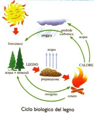 Le biomasse contro l effetto serra La risorsa legno è rinnovabile e CO2 neutra La CO2 emessa in