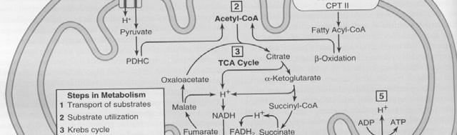 Gli ictus ischemici (70-80% di tutti gli ictus) rientrano in uno dei seguenti sottotipi: 1. Aterosclerosi di arterie maggiori 14-40% 40% 2. Lipoialinosi di piccoli vasi 15-30% 3.