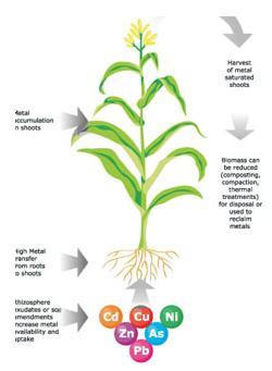 BONIFICA DEI TERRENI ATTRAVERSO IL FITORIMEDIO Tecnologie per la bonifica di terreni contaminati da metalli pesanti idrocarburi e prodotti organici attraverso specie vegetali arboree ed erbacee Tra