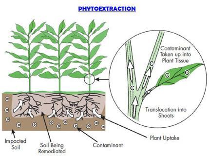 lato, le piante estraggono dal suolo gli inquinanti (siano organici, idrocarburi o metalli pesanti) li accumulano nelle radici e nelle foglie (fitoestrazione); dall altro, sfruttando la sinergia tra