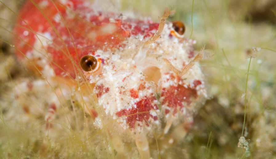 Crostacei Scyllarus pygmaeus (Bate, 1888) regno animali fam. Scyllaridae Probabile esemplare di magnosella pigmea. Fonte immagine Sub Rimini Gian Neri - www.biologiamarina.