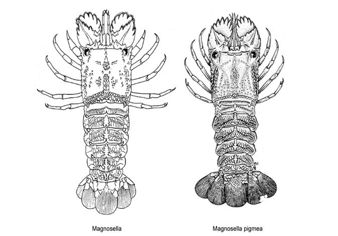Differenze tra magnosella e magnosella pigmea. Fonte immagine FAO. Materiale tratto dal seguente volume: Holthuis, LB 1991. FAO Specie Catalogo. Vol. 13. aragoste marine di tutto il mondo.