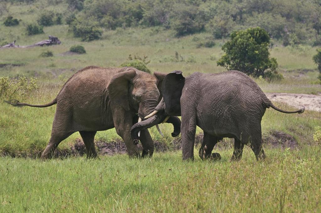 3 Giorno (B/L/D) ~ 04 Ottobre 2016 Ngorongoro Crater Serengeti Seronera Prima colazione e partenza per la visita del leggendario Cratere di Ngorongoro.