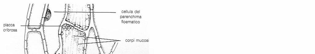 Il trasporto nel floema è attivo.