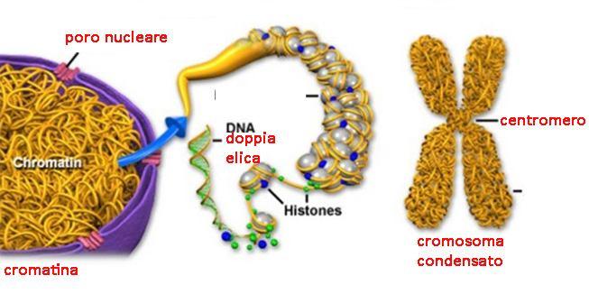 profase Condensazione della cromatina e