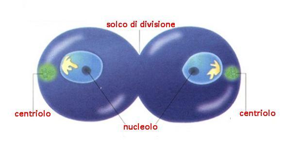 TELOFASE Si verificano eventi contrari a quelli della profase: Ricompare l involucro nucleare attorno ai due nuclei e il nucleolo all interno. Scompare il fuso mitotico.