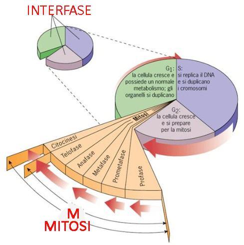 CICLO CELLULARE INTERFASE G1= Gap1 S= Sintesi