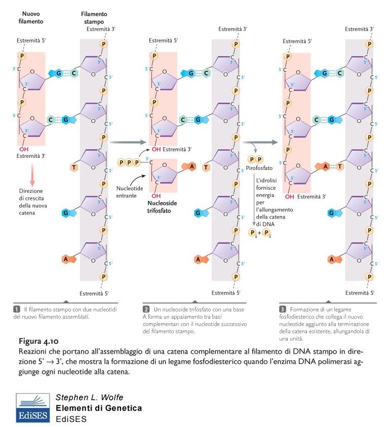 Complementarietà tra DNA e RNA