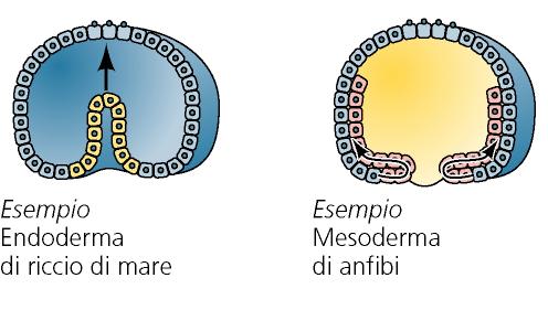 GASTRULAZIONE TIPI DI MOVIMENTI